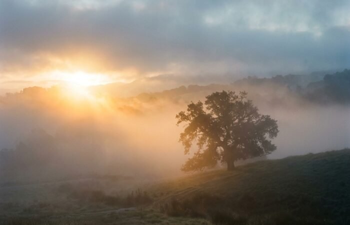 Niebla mental y cortisol - amanecer entre la niebla